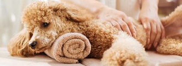 5 способів, як цуценя може отримати користь від собачого масажу